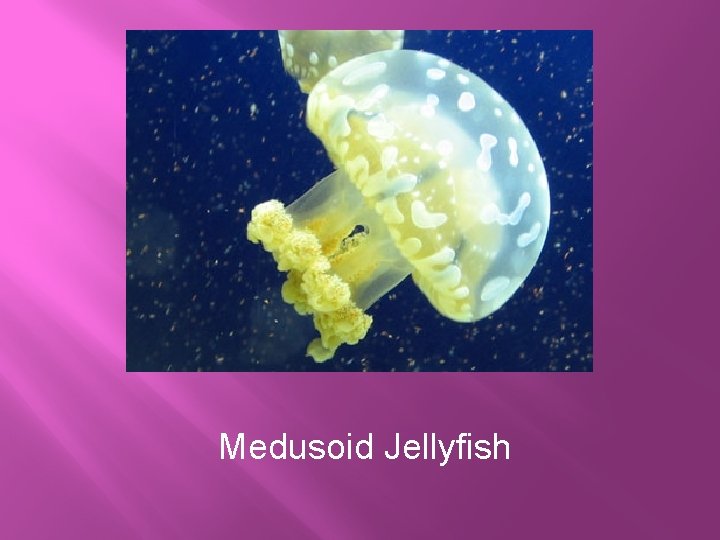 Medusoid Jellyfish 