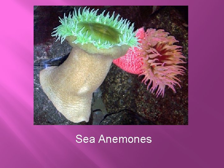 Sea Anemones 