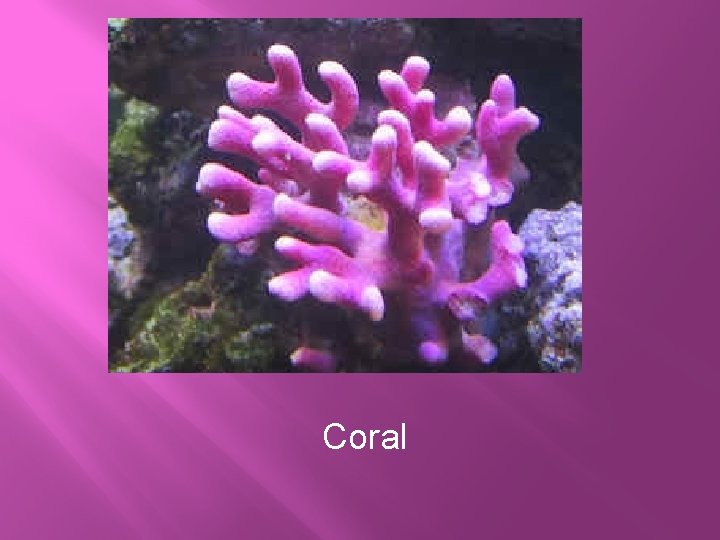 Coral 