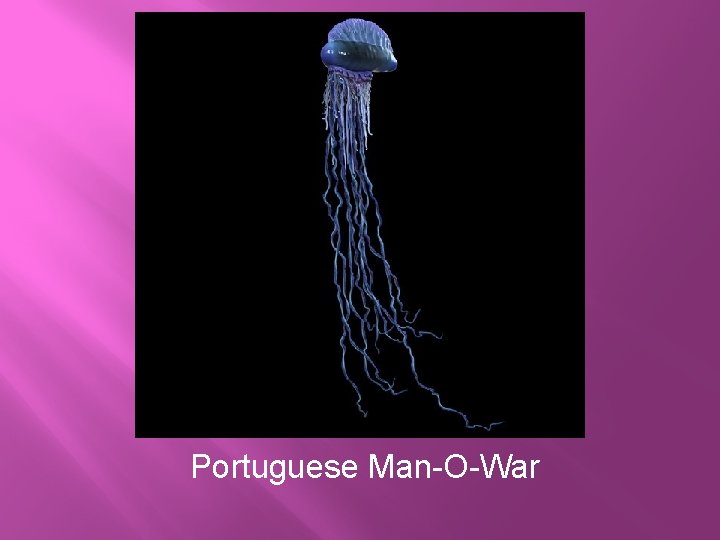 Portuguese Man-O-War 
