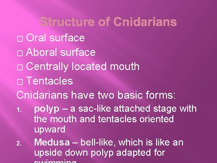 Structure of Cnidarians Oral surface � Aboral surface � Centrally located mouth � Tentacles