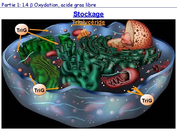 Partie 1: 1. 4 Oxydation, acide gras libre Stockage Triglycéride Tri. G 