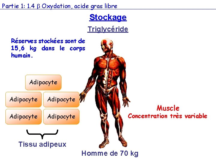 Partie 1: 1. 4 Oxydation, acide gras libre Stockage Triglycéride Réserves stockées sont de