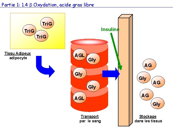 Partie 1: 1. 4 Oxydation, acide gras libre Tri. G Insuline Tri. G Tissu