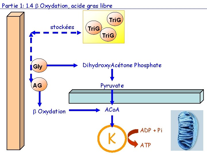 Partie 1: 1. 4 Oxydation, acide gras libre stockées Tri. G Gly AG Oxydation