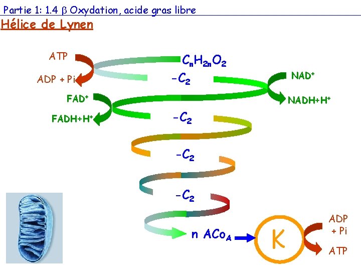 Partie 1: 1. 4 Oxydation, acide gras libre Hélice de Lynen ATP ADP +