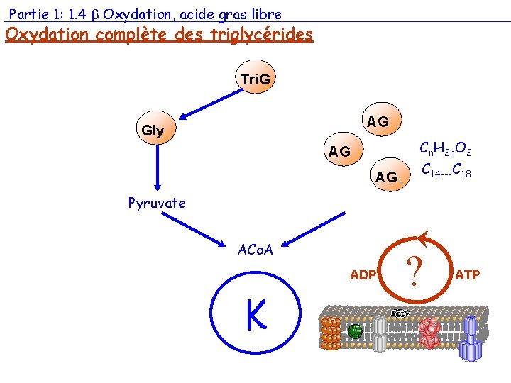 Partie 1: 1. 4 Oxydation, acide gras libre Oxydation complète des triglycérides Tri. G