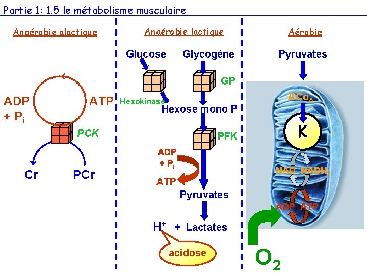Partie 1: 1. 5 le métabolisme musculaire Anaérobie alactique Anaérobie lactique Glucose Glycogène Aérobie