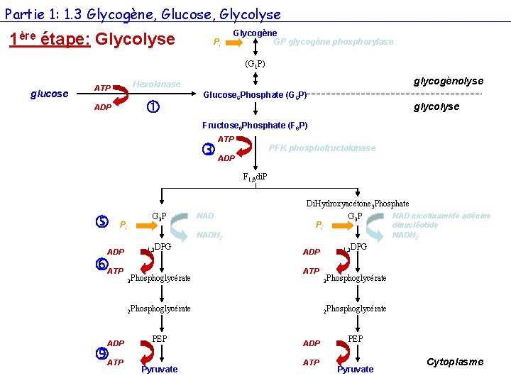 Partie 1: 1. 3 Glycogène, Glucose, Glycolyse 1ère étape: Glycolyse Pi Glycogène GP glycogène