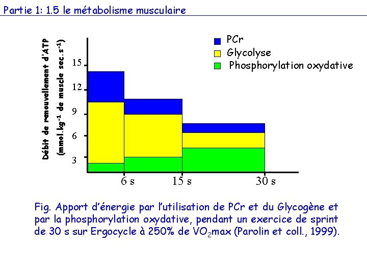 (mmol. kg-1 de muscle sec. s-1) Débit de renouvellement d’ATP Partie 1: 1. 5