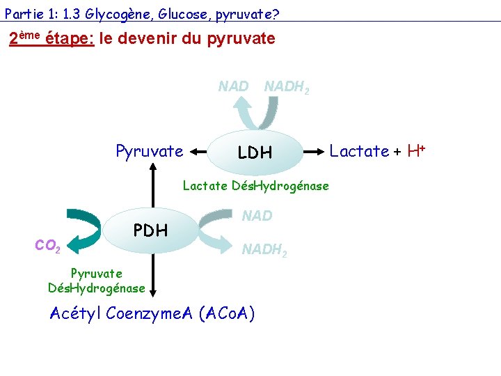 Partie 1: 1. 3 Glycogène, Glucose, pyruvate? 2ème étape: le devenir du pyruvate NAD
