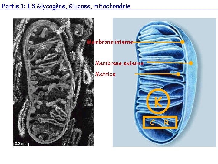 Partie 1: 1. 3 Glycogène, Glucose, mitochondrie Membrane interne Membrane externe Matrice K C.