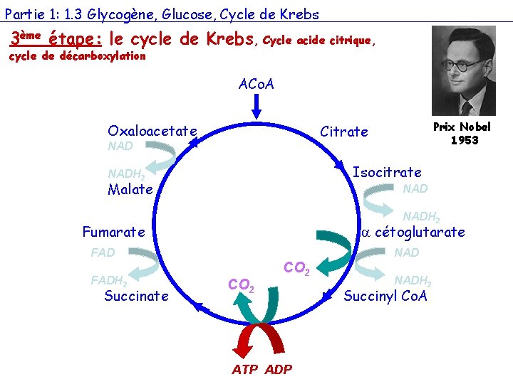 Partie 1: 1. 3 Glycogène, Glucose, Cycle de Krebs 3ème étape: le cycle de
