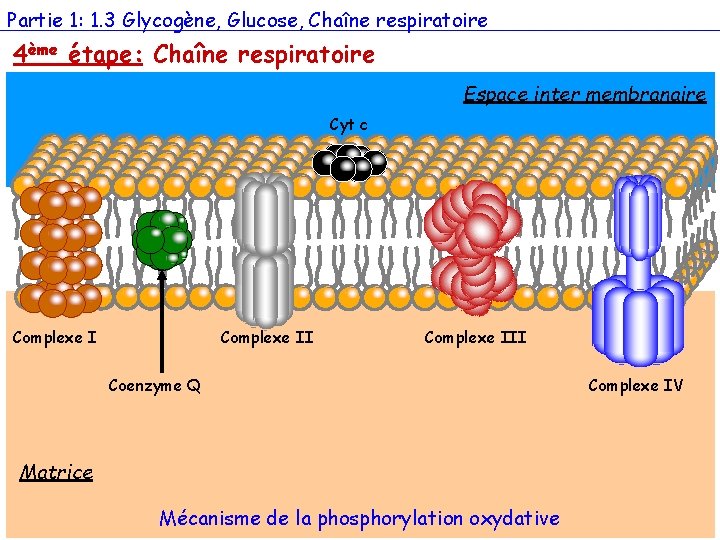 Partie 1: 1. 3 Glycogène, Glucose, Chaîne respiratoire 4ème étape: Chaîne respiratoire Espace inter