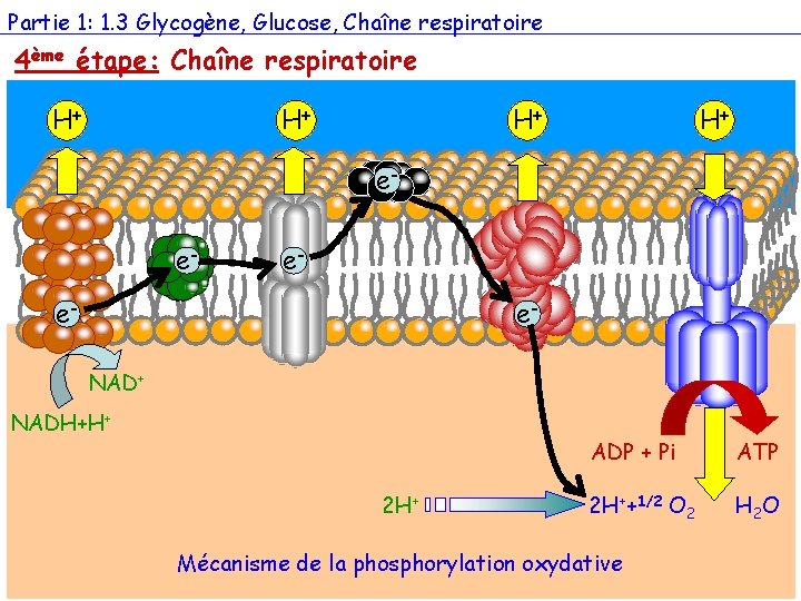 Partie 1: 1. 3 Glycogène, Glucose, Chaîne respiratoire 4ème étape: Chaîne respiratoire H+ H+