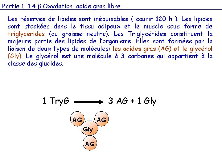 Partie 1: 1. 4 Oxydation, acide gras libre Les réserves de lipides sont inépuisables