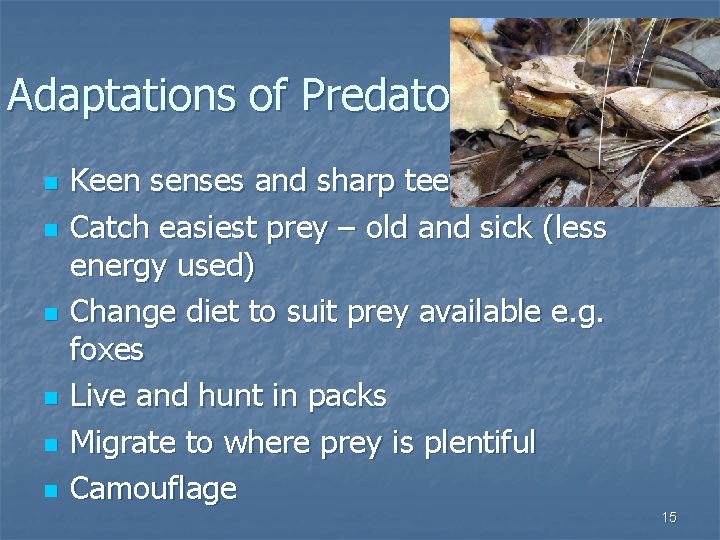 Adaptations of Predators n n n Keen senses and sharp teeth Catch easiest prey