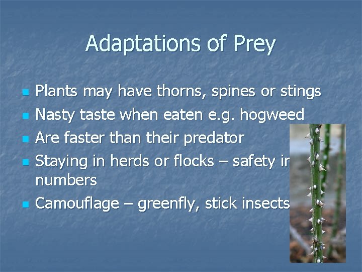 Adaptations of Prey n n n Plants may have thorns, spines or stings Nasty