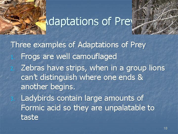 Adaptations of Prey Three examples of Adaptations of Prey 1. Frogs are well camouflaged
