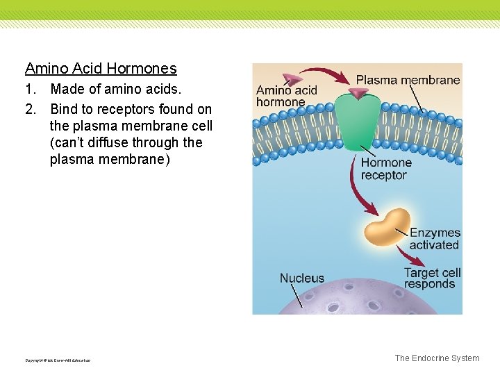 Amino Acid Hormones 1. Made of amino acids. 2. Bind to receptors found on