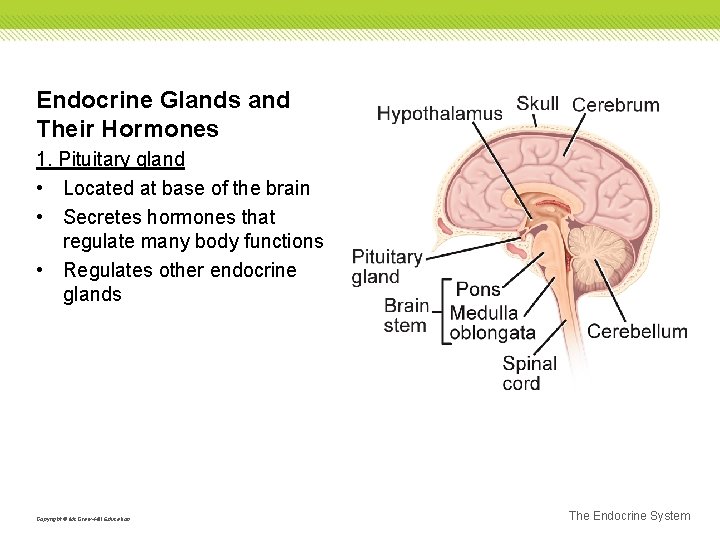 Endocrine Glands and Their Hormones 1. Pituitary gland • Located at base of the