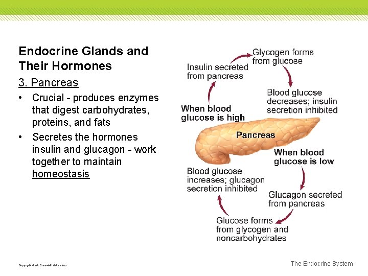 Endocrine Glands and Their Hormones 3. Pancreas • Crucial - produces enzymes that digest