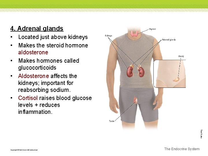 4. Adrenal glands • Located just above kidneys • Makes the steroid hormone aldosterone