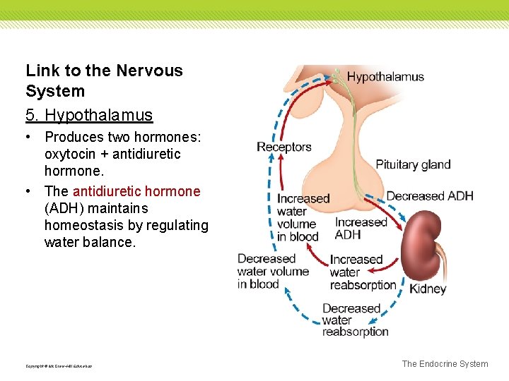 Link to the Nervous System 5. Hypothalamus • Produces two hormones: oxytocin + antidiuretic