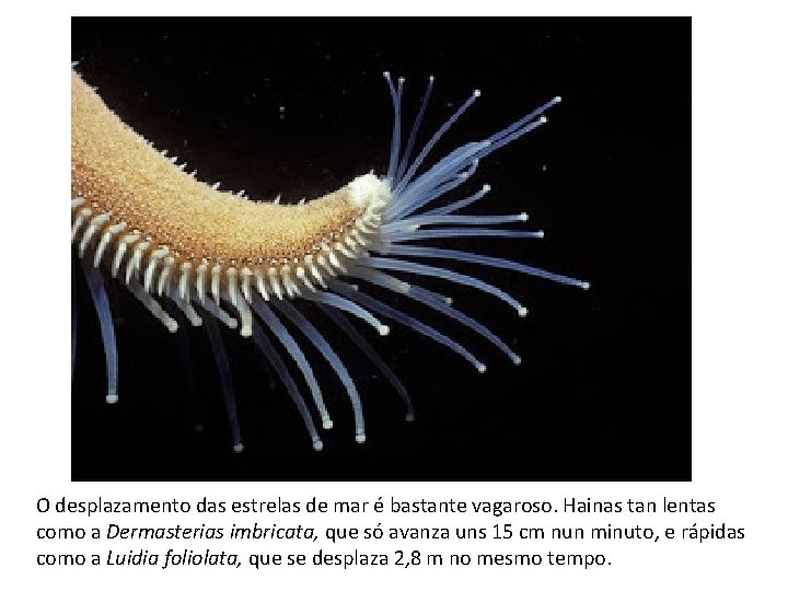 O desplazamento das estrelas de mar é bastante vagaroso. Hainas tan lentas como a