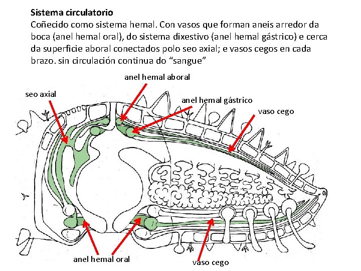 Sistema circulatorio Coñecido como sistema hemal. Con vasos que forman aneis arredor da boca