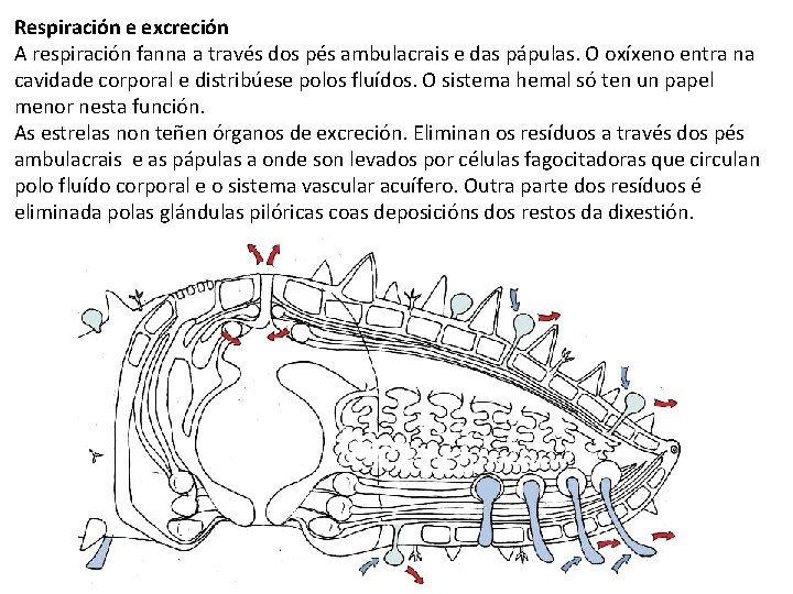 Respiración e excreción A respiración fanna a través dos pés ambulacrais e das pápulas.