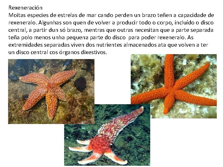 Rexeneración Moitas especies de estrelas de mar cando perden un brazo teñen a capacidade