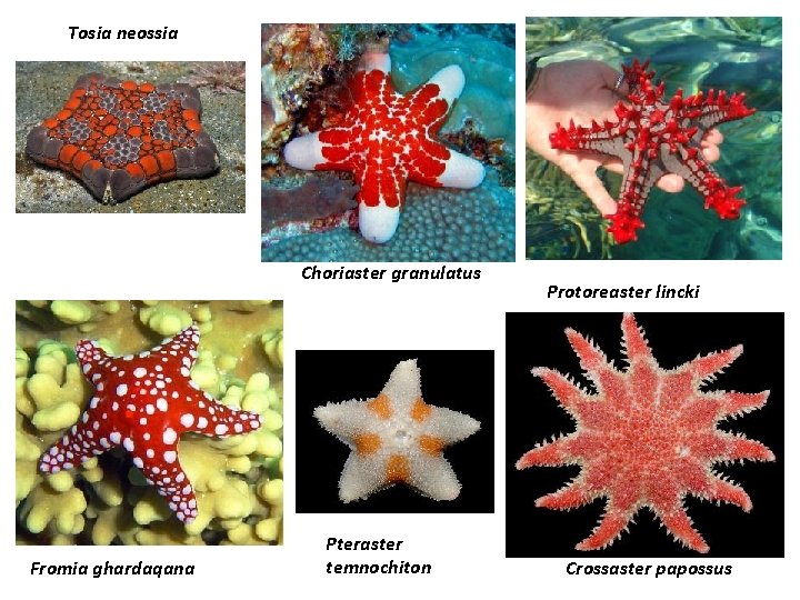 Tosia neossia Choriaster granulatus Fromia ghardaqana Pteraster temnochiton Protoreaster lincki Crossaster papossus 