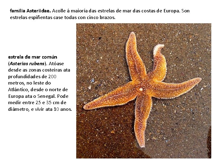 familia Asteriidae. Acolle á maioría das estrelas de mar das costas de Europa. Son