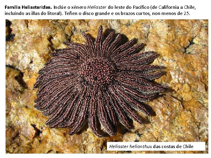 Familia Heliasteridae. Inclúe o xénero Heliaster do leste do Pacífico (de California a Chile,