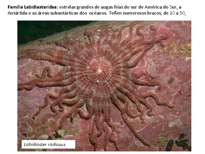 Familia Labidiasteridae: estrelas grandes de augas frías do sur de América do Sur, a