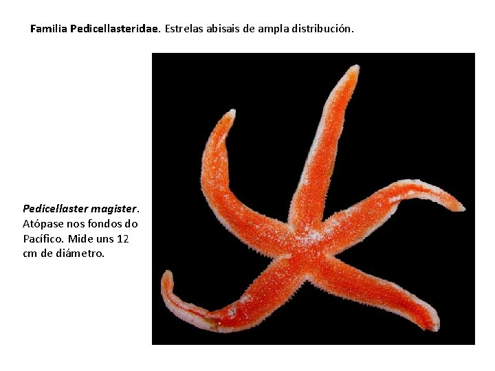 Familia Pedicellasteridae. Estrelas abisais de ampla distribución. Pedicellaster magister. Atópase nos fondos do Pacífico.