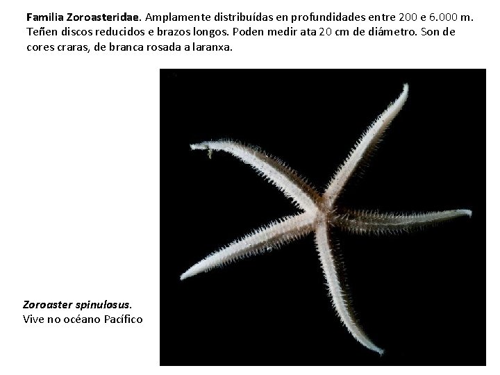 Familia Zoroasteridae. Amplamente distribuídas en profundidades entre 200 e 6. 000 m. Teñen discos