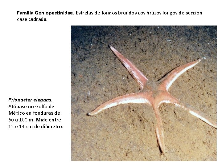 Familia Goniopectinidae. Estrelas de fondos brandos cos brazos longos de sección case cadrada. Prionaster