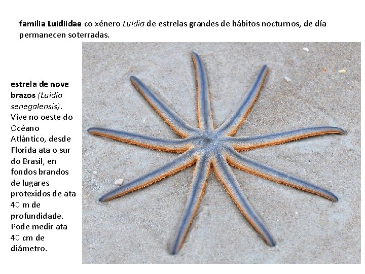 familia Luidiidae co xénero Luidia de estrelas grandes de hábitos nocturnos, de día permanecen