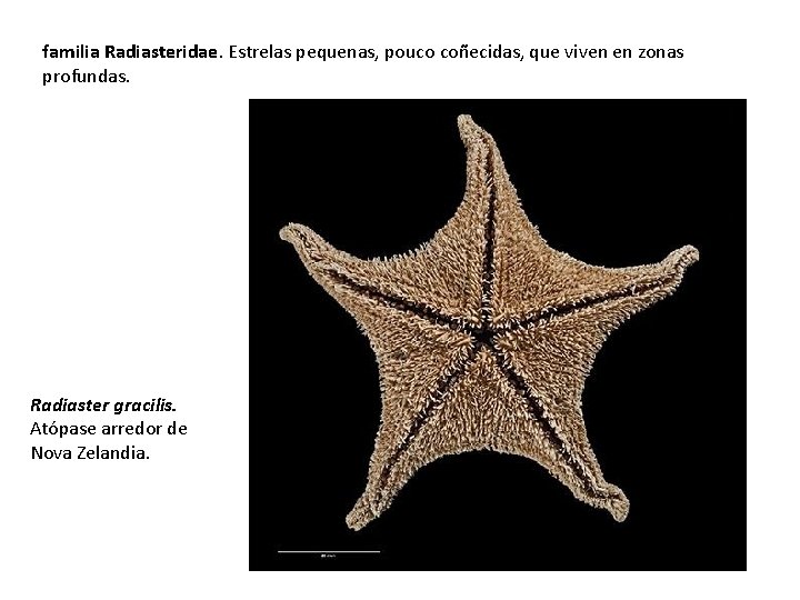 familia Radiasteridae. Estrelas pequenas, pouco coñecidas, que viven en zonas profundas. Radiaster gracilis. Atópase