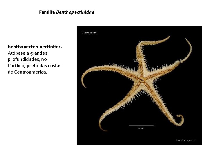 Familia Benthopectinidae benthopecten pectinifer. Atópase a grandes profundidades, no Pacífico, preto das costas de