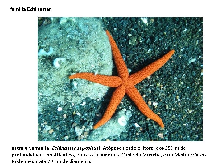 familia Echinaster estrela vermella (Echinaster sepositus). Atópase desde o litoral aos 250 m de