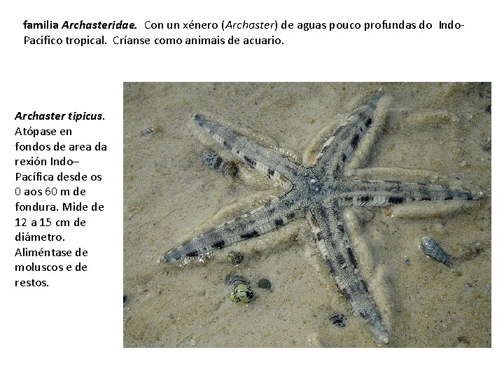 familia Archasteridae. Con un xénero (Archaster) de aguas pouco profundas do Indo. Pacifico tropical.