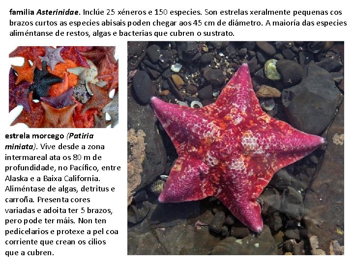 familia Asterinidae. Inclúe 25 xéneros e 150 especies. Son estrelas xeralmente pequenas cos brazos