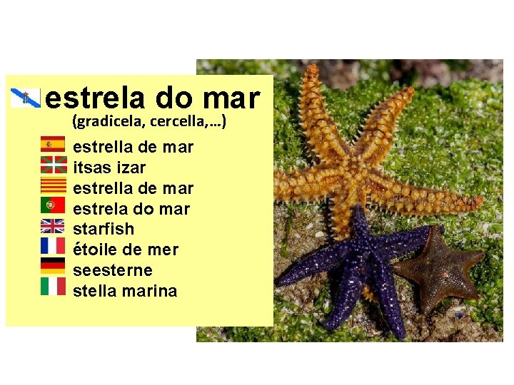 estrela do mar (gradicela, cercella, …) estrella de mar itsas izar estrella de mar
