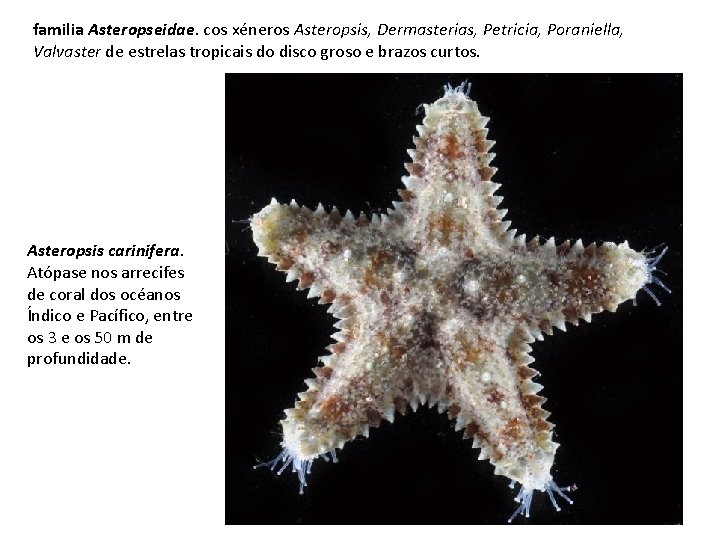 familia Asteropseidae. cos xéneros Asteropsis, Dermasterias, Petricia, Poraniella, Valvaster de estrelas tropicais do disco