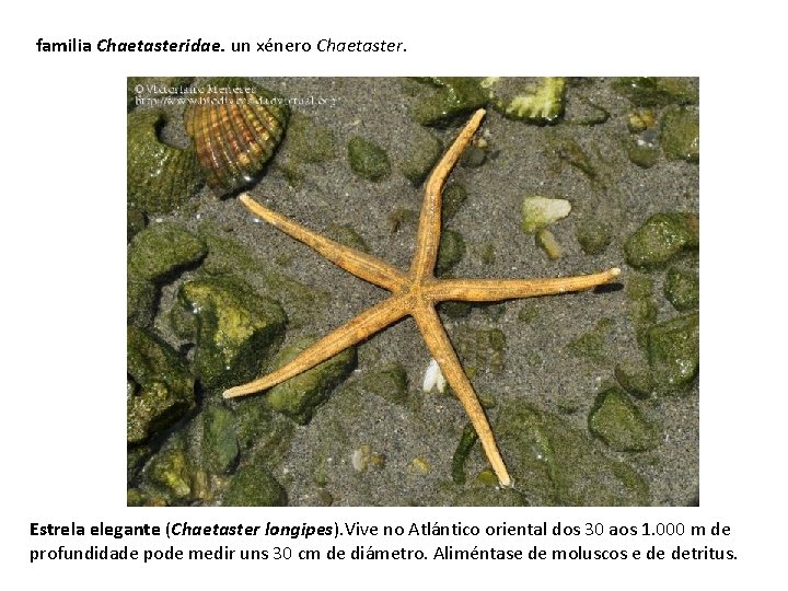 familia Chaetasteridae. un xénero Chaetaster. Estrela elegante (Chaetaster longipes). Vive no Atlántico oriental dos