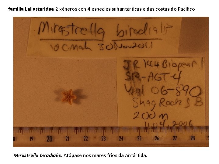 familia Leilasteridae 2 xéneros con 4 especies subantárticas e das costas do Pacífico Mirastrella