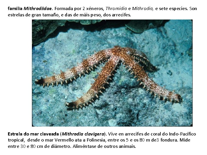 familia Mithrodiidae. Formada por 2 xéneros, Thromidia e Mithrodia, e sete especies. Son estrelas